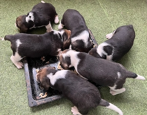 catei beagle 