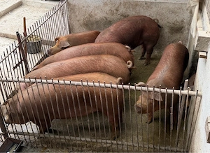 De vânzare porci de carne duroc (90-120 kg), vii sau carcasă, jud.ARAD