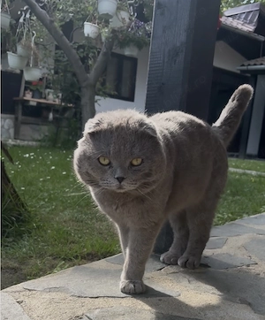 Pisică scottish fold rasă pură