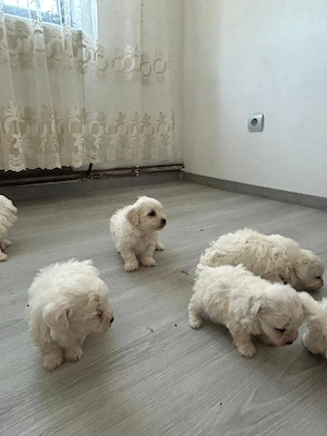 Vând căței Bichon Maltez - imagine 2