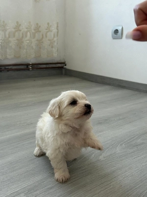 Vând căței Bichon Maltez