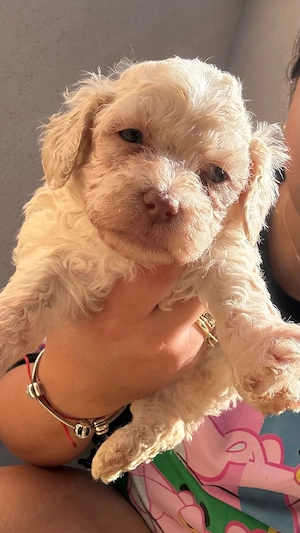 Catei Bichon Maltez - imagine 4