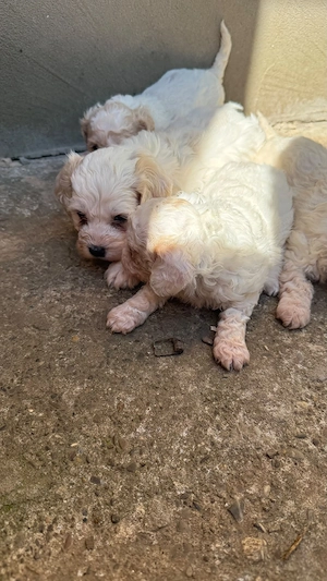 Catei Bichon Maltez - imagine 2