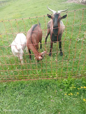capra franceză carpatina