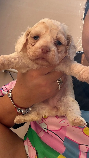 Catei Bichon Maltez - imagine 5