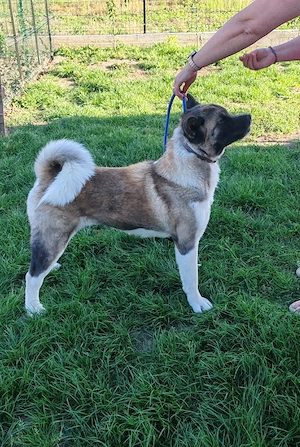 Femela Akita American cu Pedigree - imagine 2