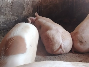Porci mari de carne pic 130-200 kg - imagine 5