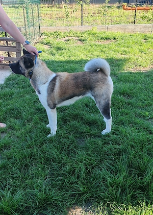 Femela Akita American cu Pedigree