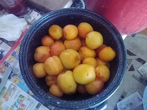 Dulceață caise