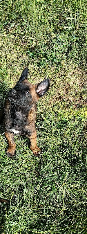 ciobănesc Belgian Malinois 