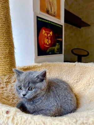 british shorthair blue - imagine 3
