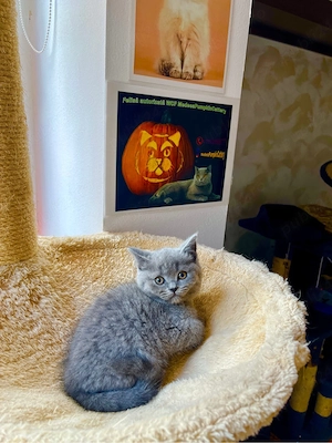 british shorthair blue - imagine 4