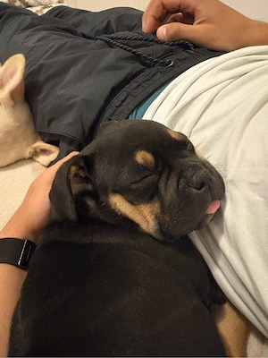 american bully pocket femela - imagine 3