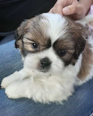 Bichon havanez baietel