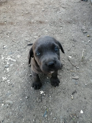 vand catei cane corso - imagine 5
