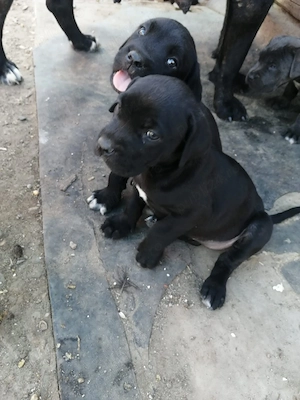 vand catei cane corso - imagine 2