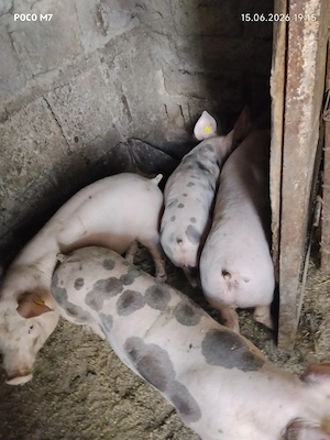 Vând purcei de 10 săptămâni 