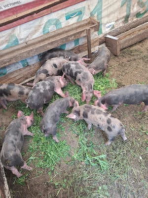 purcei pietrean de 8 saptamani - imagine 3
