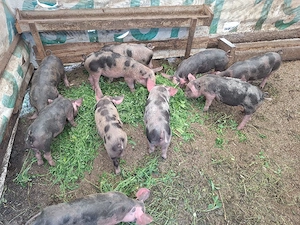 purcei pietrean de 8 saptamani