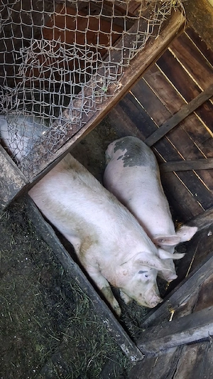 vând 2 porci  - imagine 2
