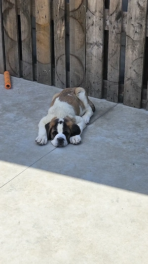 Saint Bernand 3 luni
