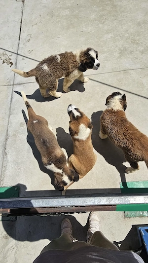 Saint Bernand 3 luni - imagine 3