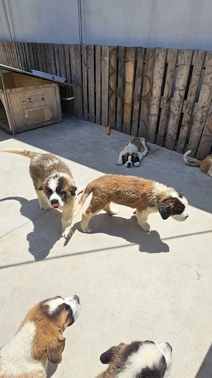 Saint Bernand 3 luni - imagine 4