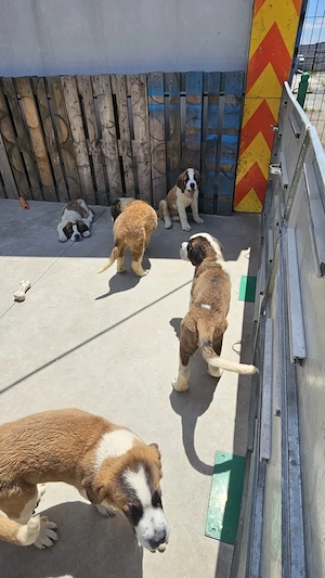 Saint Bernand 3 luni - imagine 5