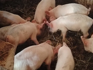 Vând purcei duroc și marele alb - imagine 3