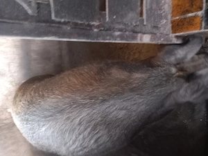 Vând porc mangalita cu pietrean,Sibiu.tel  
