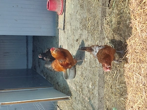 Vând familie  gaini 2+1 Ameraucana  - imagine 3