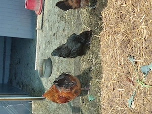 Vând familie  gaini 2+1 Ameraucana 