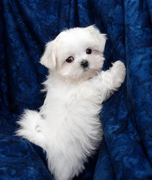 Bichon Maltez Mini Toy - imagine 2