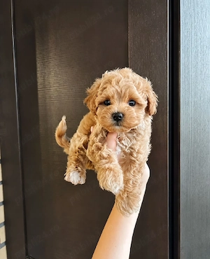 Maltipoo Poodle Mini Toy Vaccinați