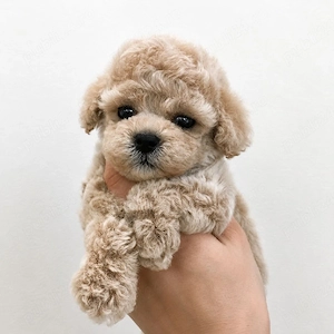 Maltipoo Poodle Mini Toy Vaccinați - imagine 2