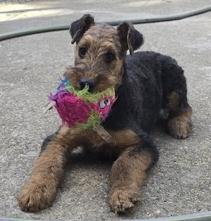 Maze- Airedale terrier - imagine 3