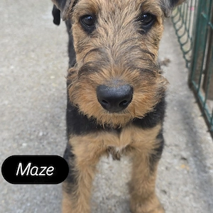 Maze- Airedale terrier - imagine 2