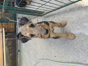 Maze- Airedale terrier - imagine 4