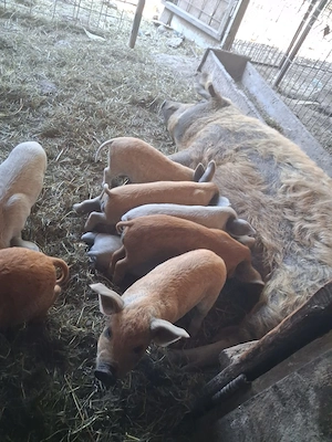Scroafa cu 11 purcei MANGALITA de 4 saptamani 