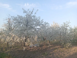 Casă locuibila imediat, de vânzare în Uileacul de munte cu doua clădiri în curte  - imagine 7