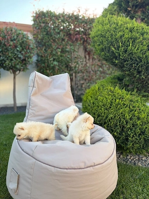 pomeranian toy alb !!! - imagine 3