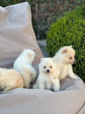 pomeranian toy alb !!!