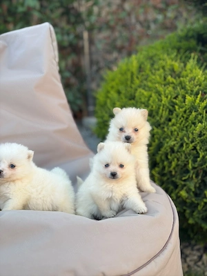 pomeranian toy alb !!! - imagine 2