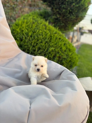Pomeranian Alb fetita si baiat !!!