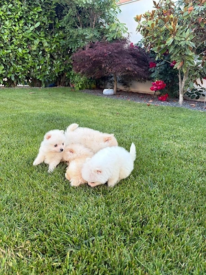 Pomeranian Toy Alb ! - imagine 4