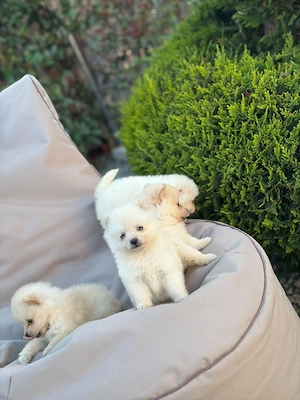 Pomeranian Alb !!! - imagine 3