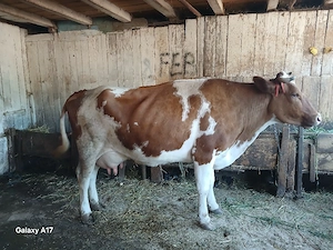 vaca de lapte