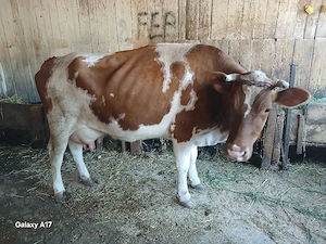 vaca de lapte - imagine 2