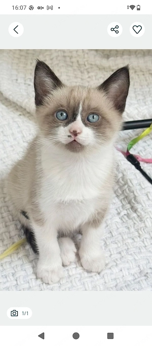 Ragdoll 400 lei fetita - imagine 2