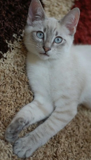 Ragdoll linx point 400 lei - imagine 2